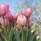 Design Impression Tulips