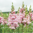 Opus™ III Lavender Snapdragon