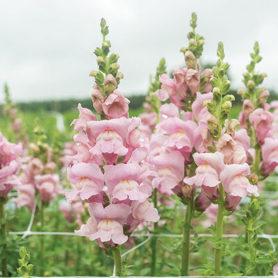 Opus™ III Lavender Snapdragon