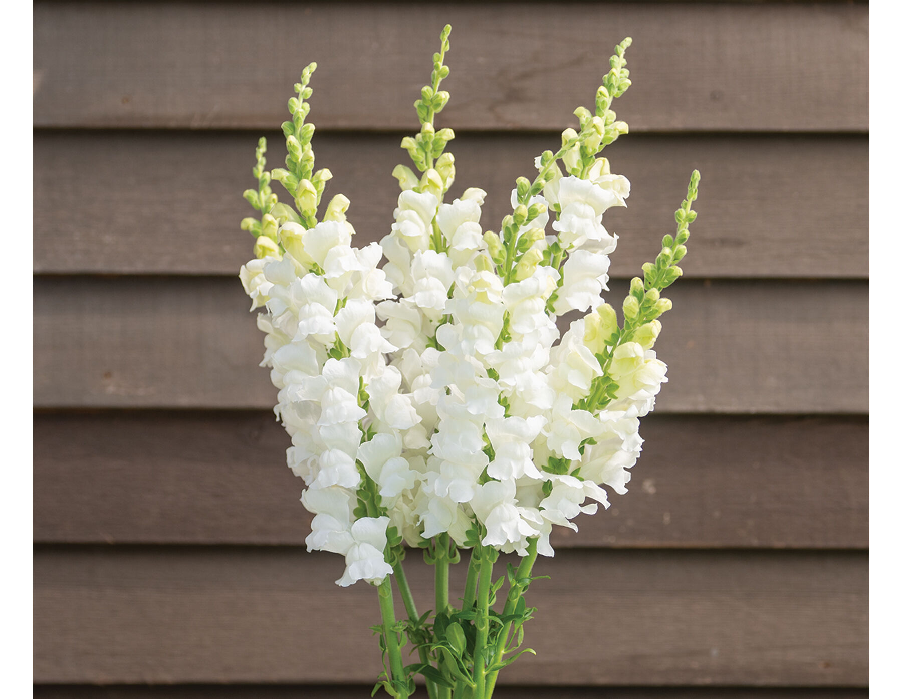 White snapdragon shop