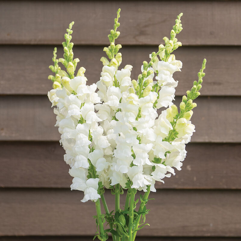 Costa Midly White II Snapdragon