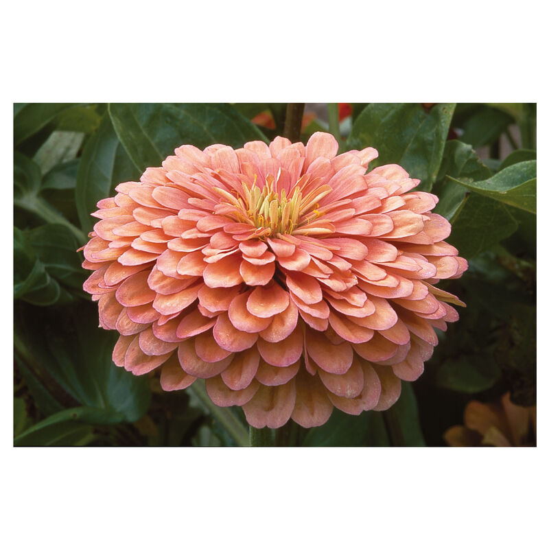 Benary's Giant Salmon Rose Benary's Giant Series