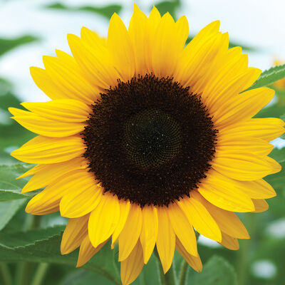 Sunrich Orange Summer Tall Sunflowers