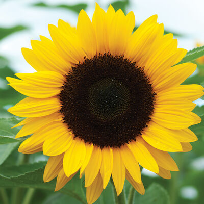 Sunrich Orange Summer Sunrich Orange Summer Tall Sunflowers