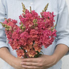 Madame Butterfly Bronze Snapdragon
