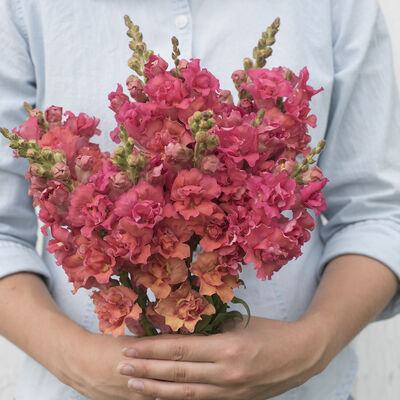 Madame Butterfly Bronze Snapdragon