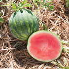 Gentility Triploid Watermelons (Seedless)