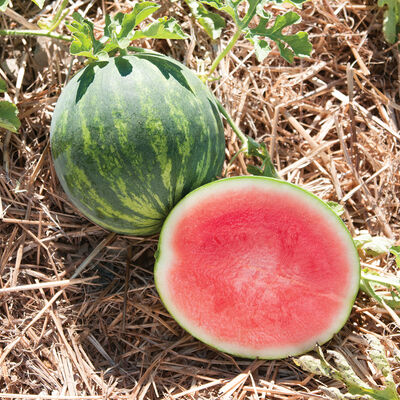 Gentility Triploid Watermelons (Seedless)
