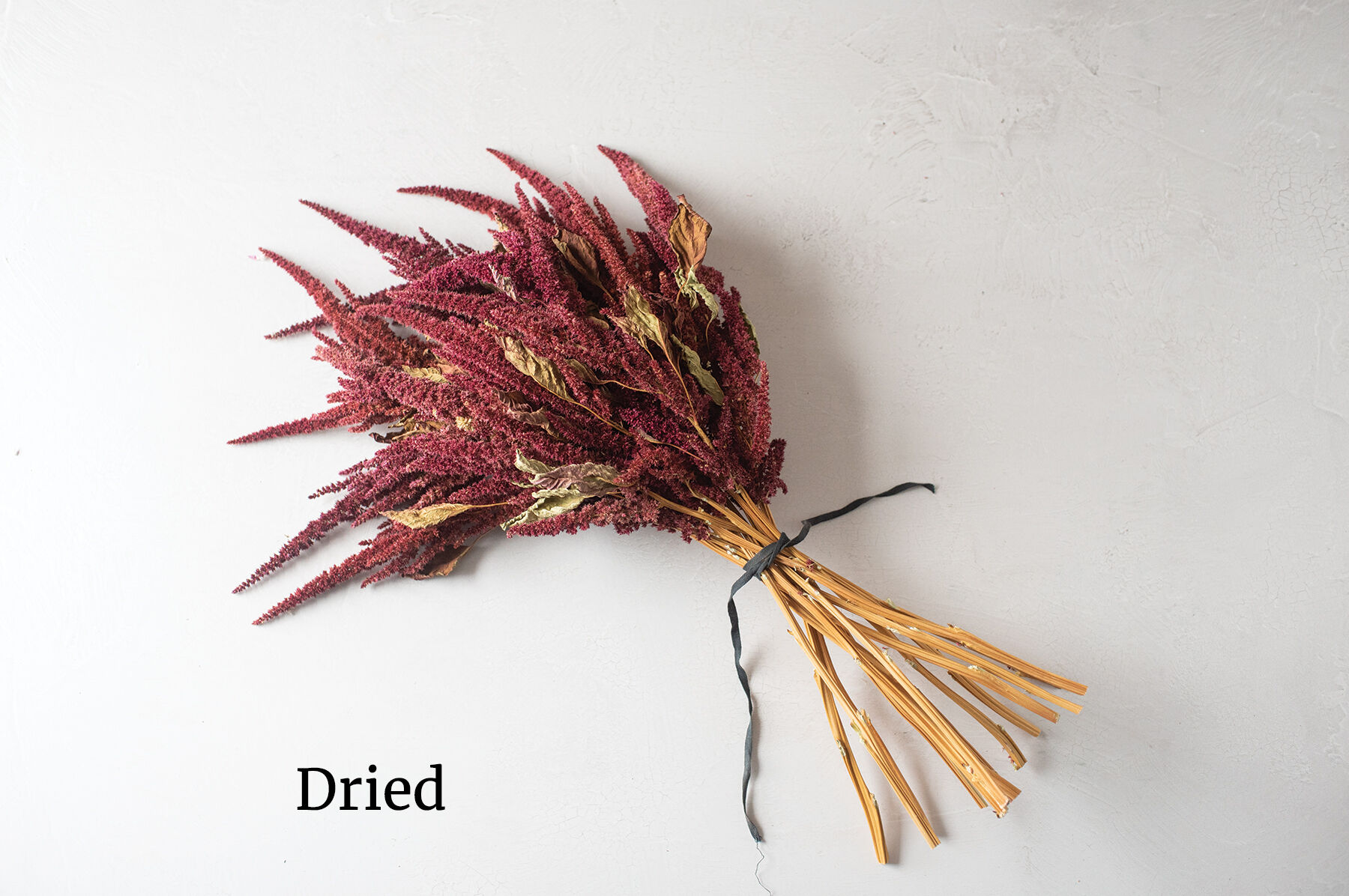 Red Spike Amaranthus