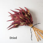 Red Spike Red Spike Amaranthus