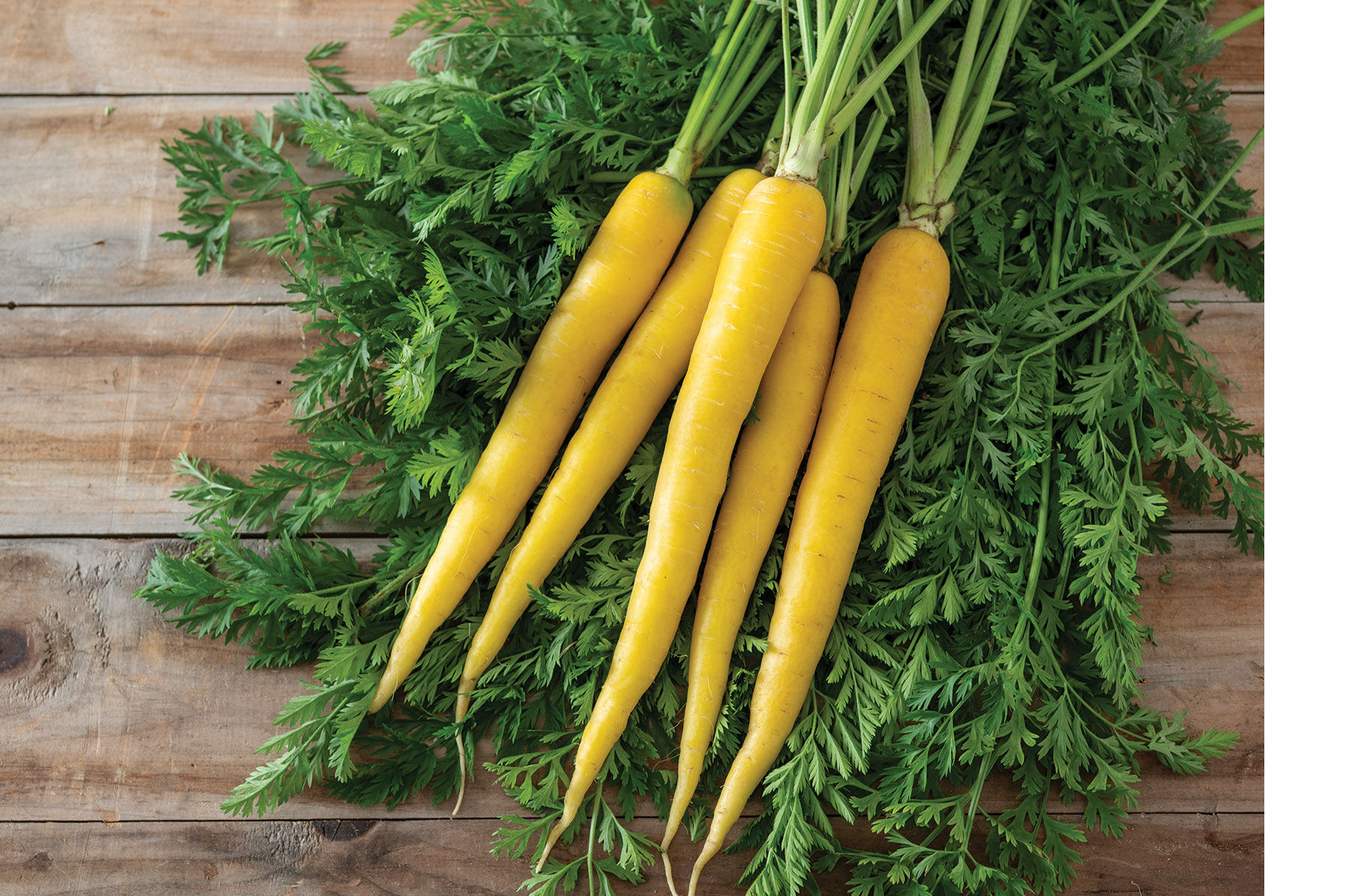 Yellow Moon - Yellow Carrot Seeds | Johnny's Selected Seeds