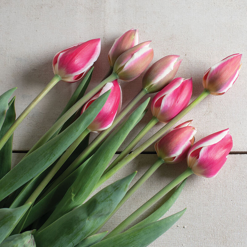 Candy Apple Delight&reg; Tulips