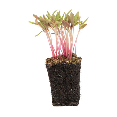 Purslane, Red Gruner Microgreen Vegetables