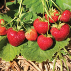 Evie-2 Strawberry Bare-Root Plants