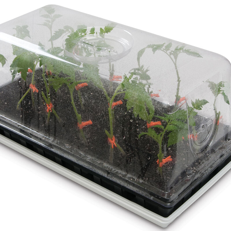 Side-Grafting Starter Kit Seed Starting Supplies
