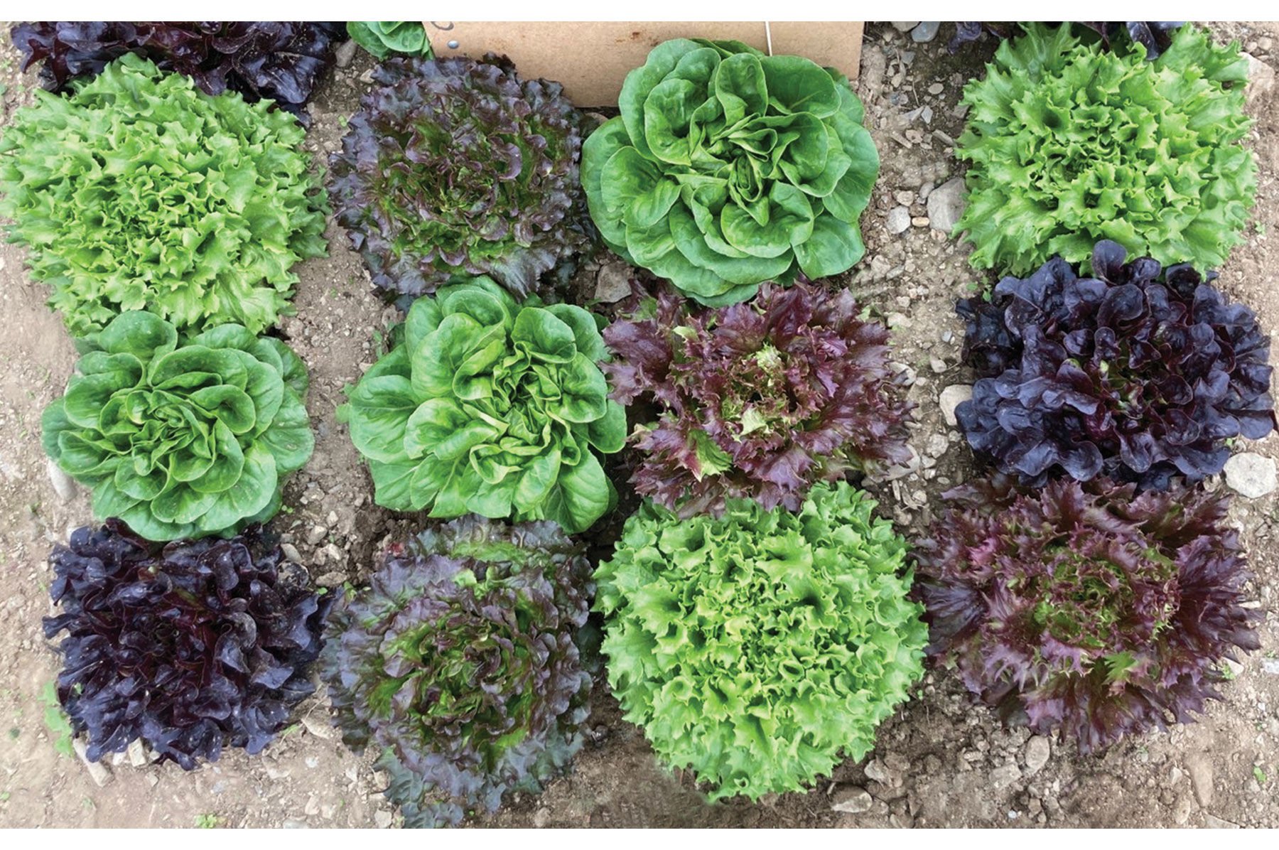 Prismatic Mini Head Mix Pelleted Lettuce Seed Johnny's Selected Seeds