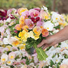 Imperial™ Antique Shades Viola (Pansy)