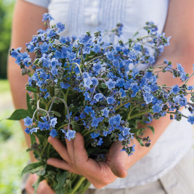 Chinese Forget-Me-Not Cynoglossum