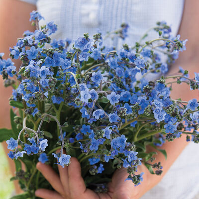 Chinese Forget-Me-Not Cynoglossum