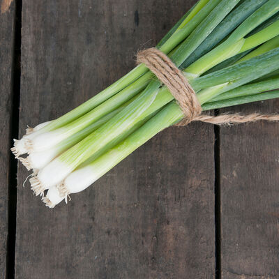 White Spear White Spear Bunching Onions