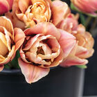 La Belle Epoque Tulips