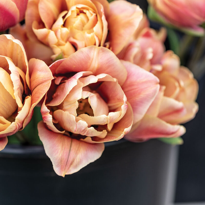 La Belle Epoque Tulips