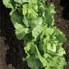 Nancy Nancy Butterhead Lettuce (Boston)