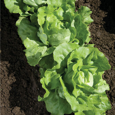 Nancy Nancy Butterhead Lettuce (Boston)
