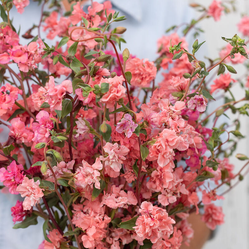 Elegant Salmon Clarkia