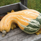 Autumn Colors Cushaw Specialty Pumpkins