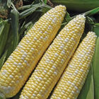 Allure Sweet Corn