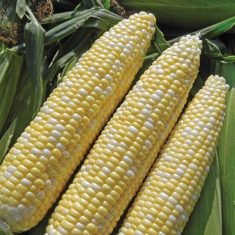 Allure Sweet Corn