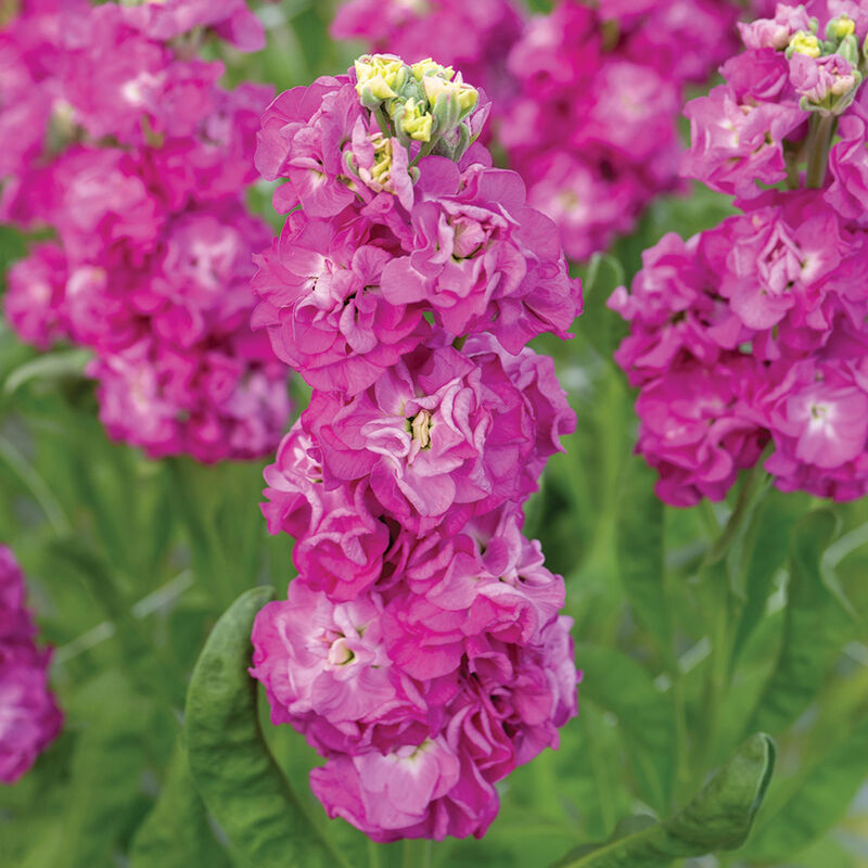 StoX® Deep Rose Stock