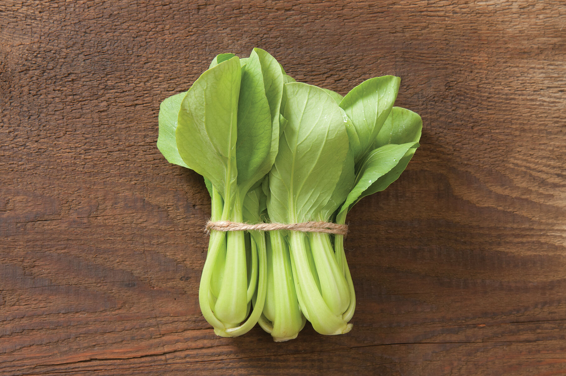 Johnny's - MEI Mei Qing Choi - Bok Choy Seeds | Johnny's Selected Seeds