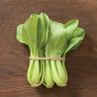 Mei Qing Choi Pac Choi (Bok Choy)