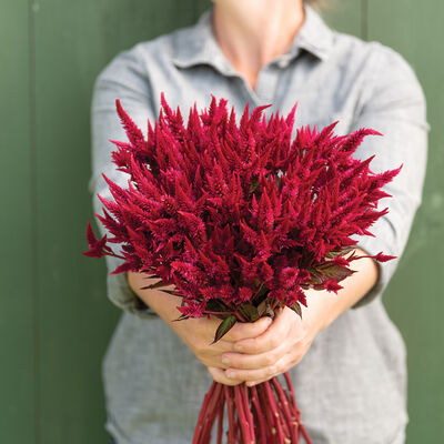 Celway™ Red Celosia