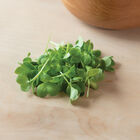 Radish, Daikon Microgreen Vegetables