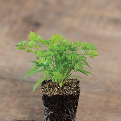 Chervil Chervil Microgreen Herbs