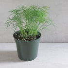Fernleaf Dill