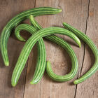 Striped Armenian Specialty Cucumbers