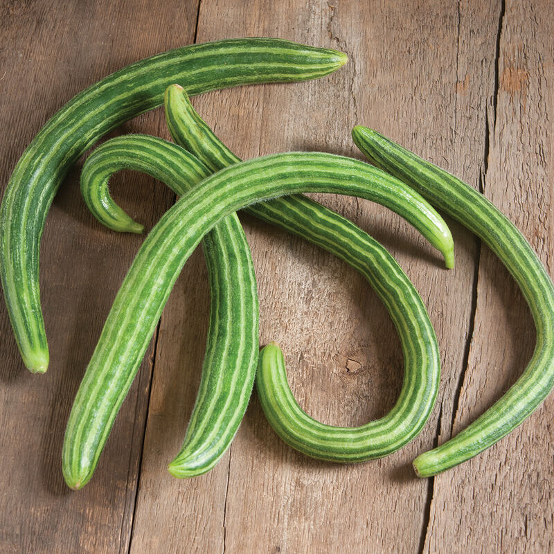 Striped Armenian Specialty Cucumbers