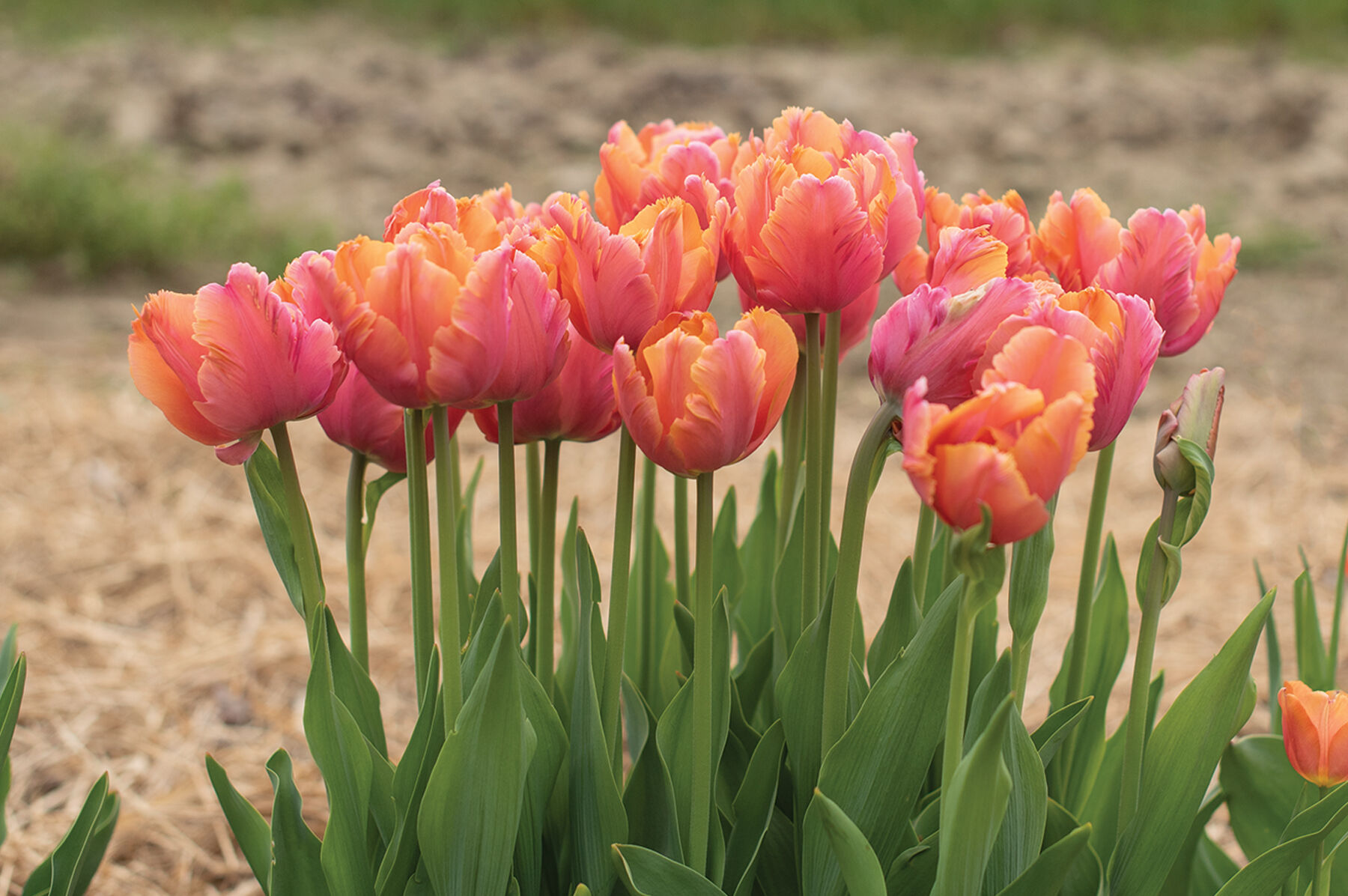 Johnny's Selected Seeds Parrot Tulip - Thumbnail 3