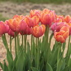 Amazing Parrot Tulips