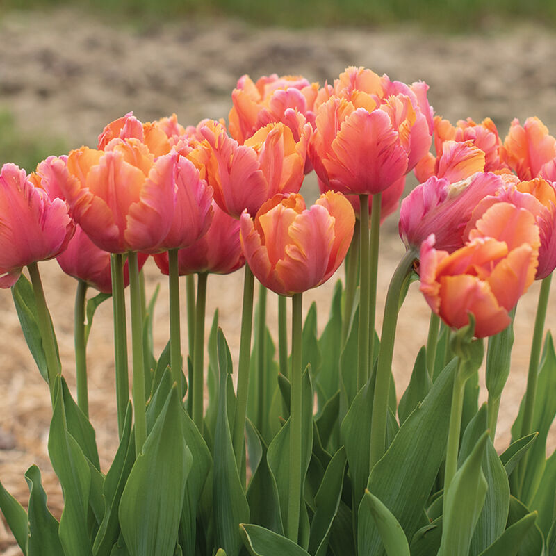 Amazing Parrot Tulips