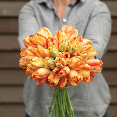 Parrot King Tulips