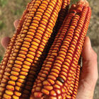 Choices Dry Corn