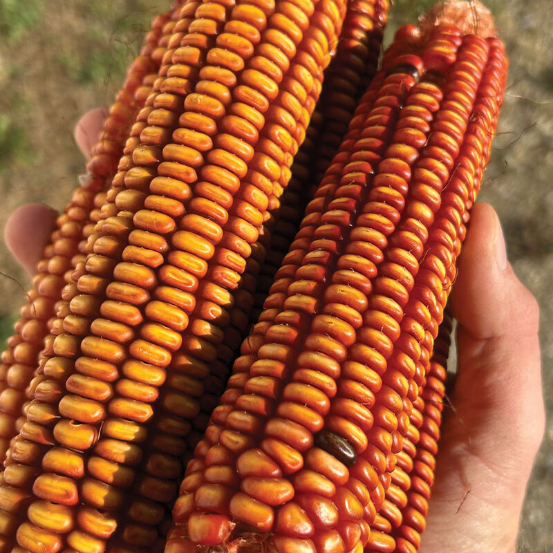 Choices Dry Corn