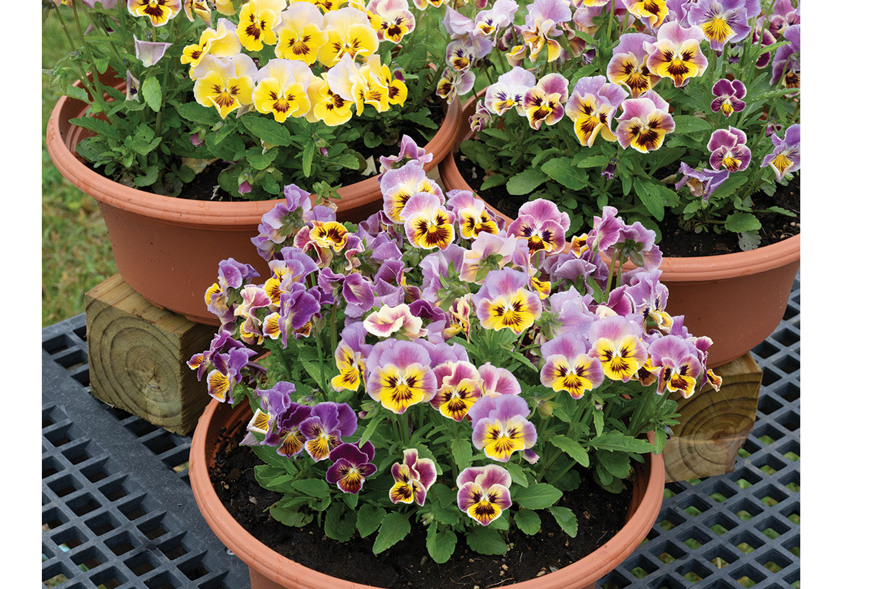 Frizzle Sizzle Mini Tapestry Viola (Pansy)
