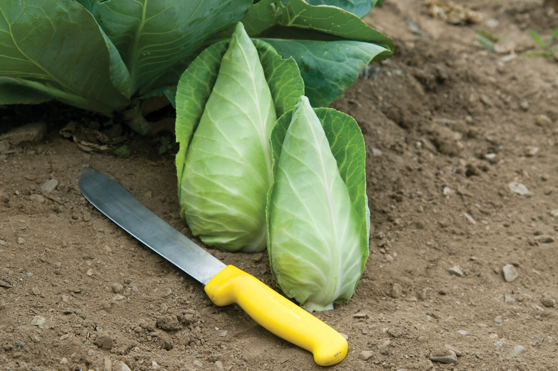 Johnny's Selected Seeds Caraflex Cabbage Seed - Thumbnail 4