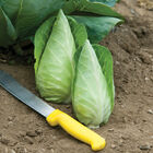 Caraflex Fresh Market Cabbage